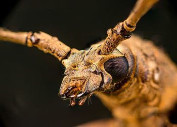 Close-up of insect on branch