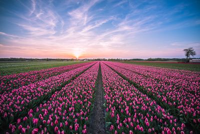 Purple flowering plants on field against sky during sunset