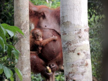 Monkeys in a forest