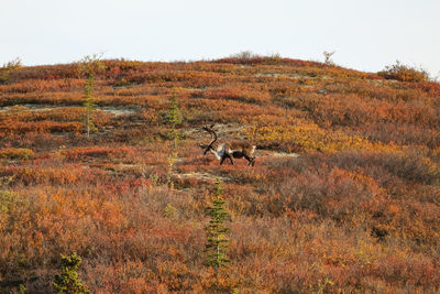 View of sheep on field during autumn