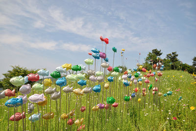 Multi colored flowers growing on field