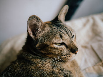 Close-up of a cat resting