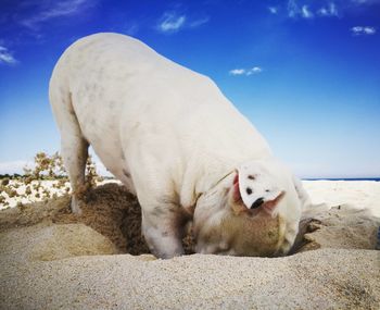 Close-up of dog digging on beach against sky