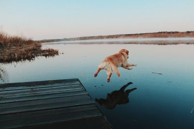 Dog jumping from jetty into lake