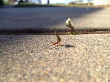 Surface level of road