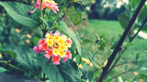 Close-up of pink flowers blooming outdoors