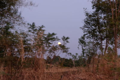 Trees and plants growing in forest against sky