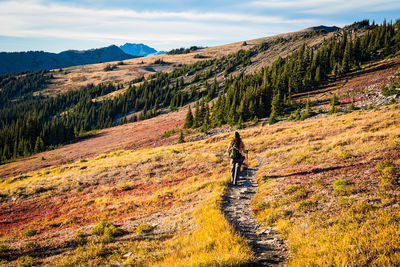 Female hiker crossing a red and gold colored meadow in the mountains of olympic national park