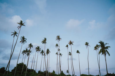 Low angle view of coconut palm trees against sky