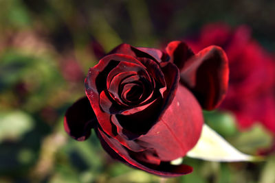 Close-up of red rose blooming outdoors