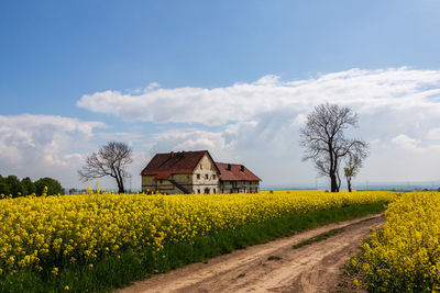 Abandoned house on a rapeseed field