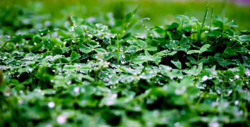Close-up of green plant