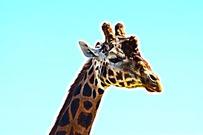 Close-up of giraffe against sky