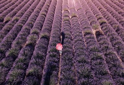 Full frame shot of lavender field