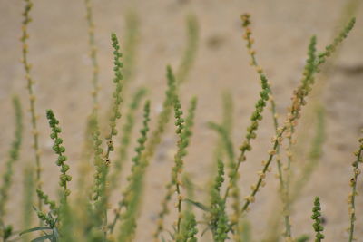 Close-up of crops on field