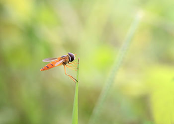 Close-up of insect on grass