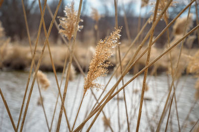 Close-up of snow on field during winter