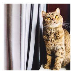 Cat looking away while sitting on window