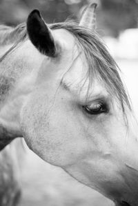 Close-up of arabian horse