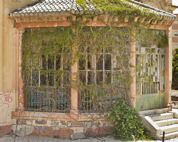 Plants growing outside building