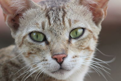 Close-up portrait of cat