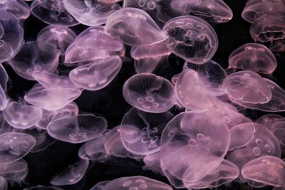 Close-up of jellyfish in sea