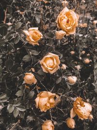 High angle view of wilted rose on field