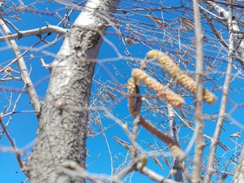 Low angle view of bare tree against blue sky