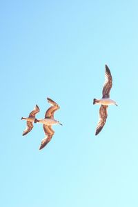 Low angle view of bird flying against clear blue sky