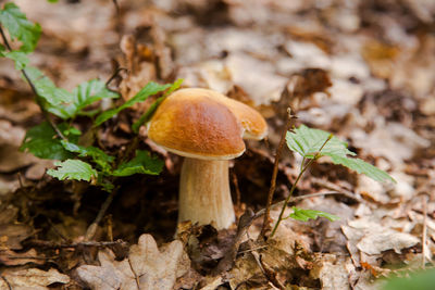 Close-up of mushroom growing on field