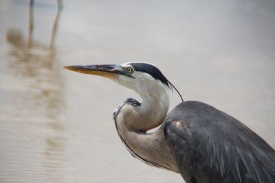 Close-up of a bird