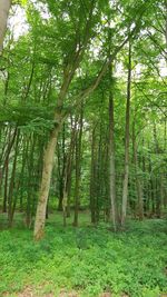 View of trees in forest