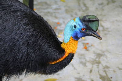 Close-up of a bird