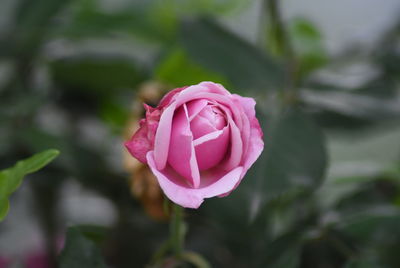 Close-up of pink rose