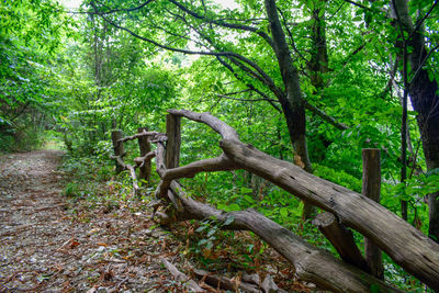 Trees in forest
