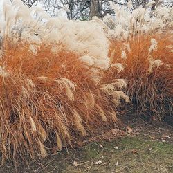 Hay bales on field