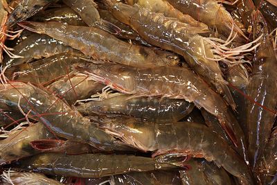 Full frame shot of fish for sale