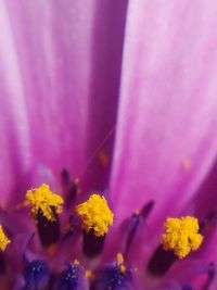 Close-up of pink flower