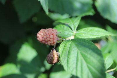 Close-up of fruit growing on plant