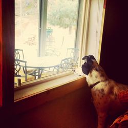 Dog looking through window at home