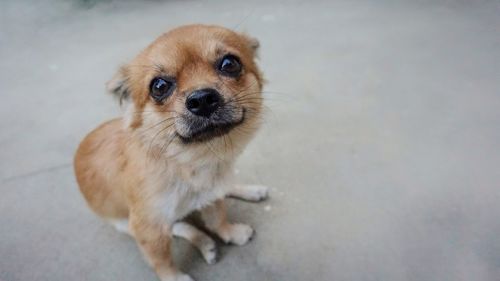 High angle portrait of cute puppy