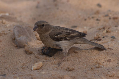 High angle view of bird on land