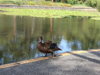 Ducks on a lake