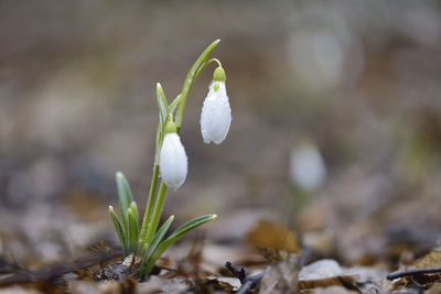 Close-up of snowdrops growing on plant at field
