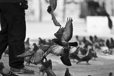 Low section of man standing by pigeons flying outdoors