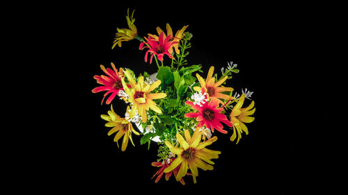 Close-up of flowering plant against black background