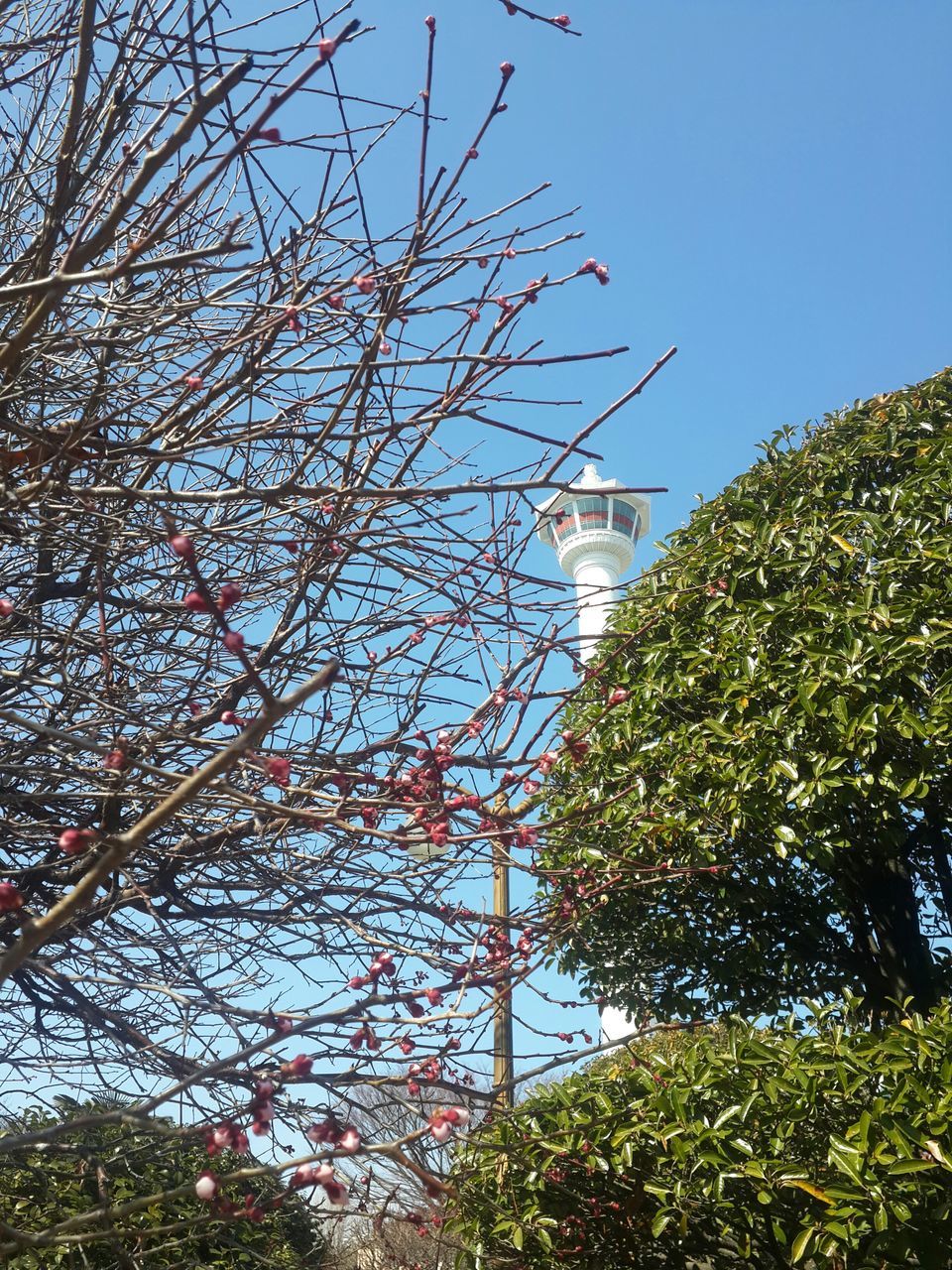 tree, clear sky, growth, low angle view, flower, blue, built structure, plant, architecture, building exterior, nature, sunlight, sky, branch, day, beauty in nature, outdoors, no people, green color, freshness