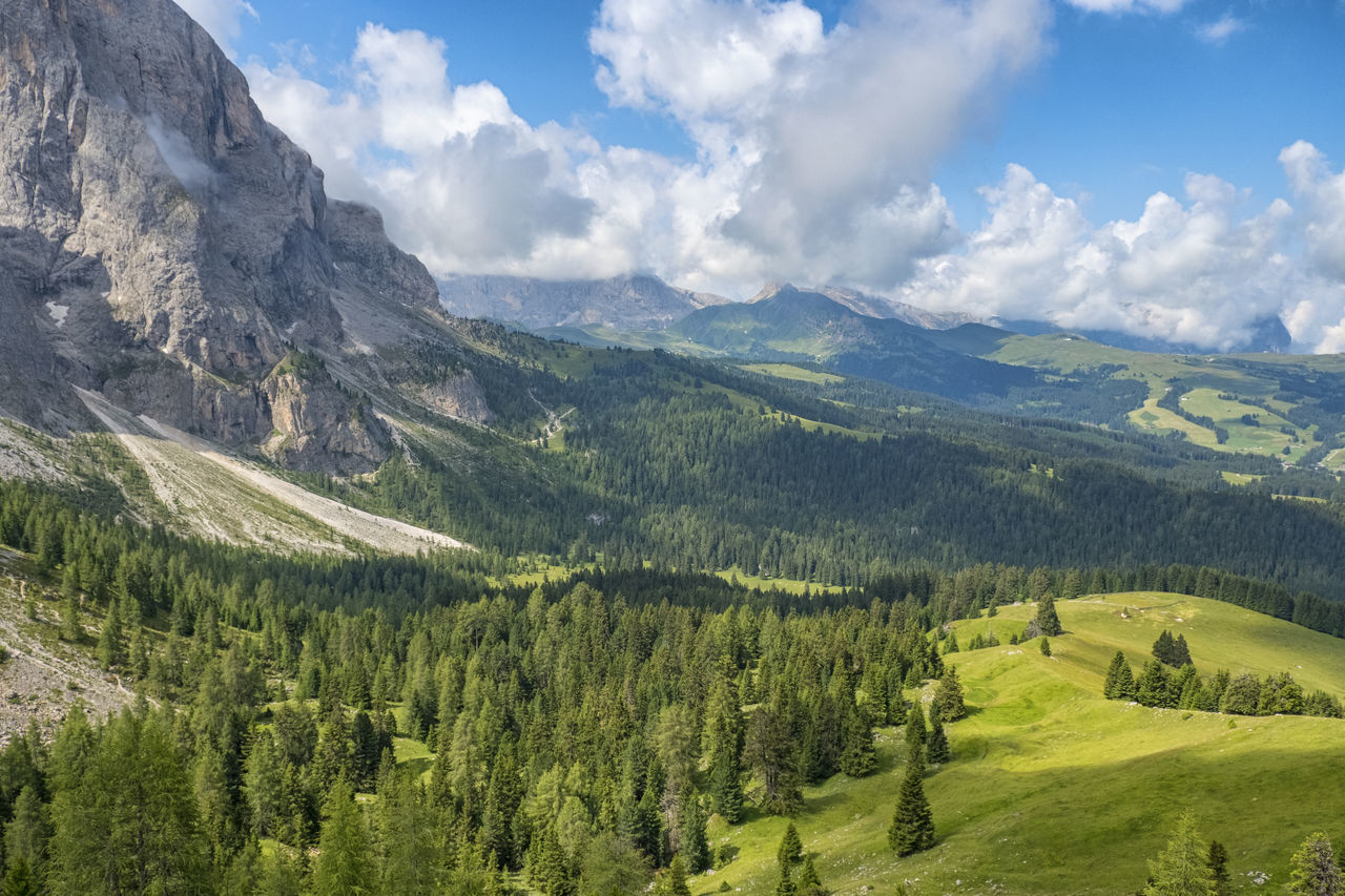 SCENIC VIEW OF PINE TREES ON MOUNTAINS AGAINST SKY