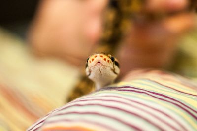 Close-up of snake on bed