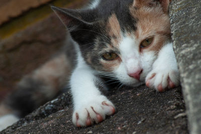 Close-up portrait of a cat